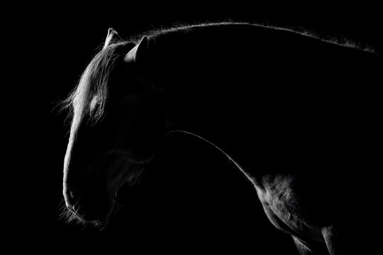 Andalusian horse silhouette in the low light on black background. Animal portrait with space for text.