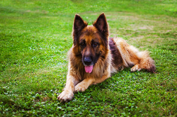 Cheerful dog playing outdoors on green grass in summer