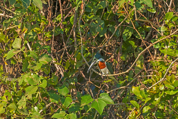 Amazon Kingfisher in the Jungle