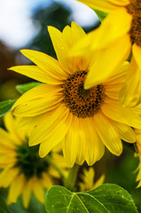 sunflowers grow outdoors in summer