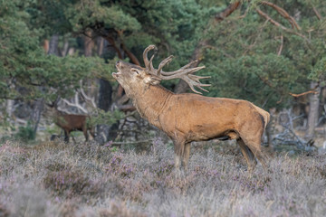 Red deer stag (Cervus elaphus) male and a group female deer in rutting season on the field of National Park Hoge Veluwe in the Netherlands. Forest in the background.