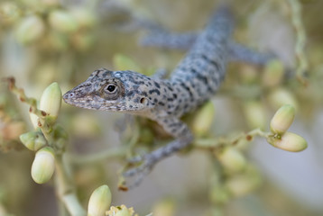 Garden lizard