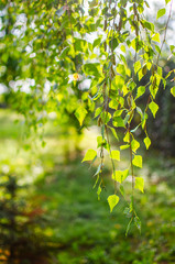 Abstraction growing green leaves on a light background outdoors