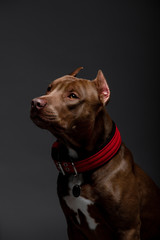 Beautiful pit bull terrier dog on the backgrounds