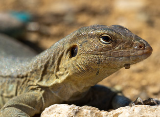 Bonaire lizard