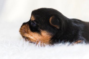 cute puppy lies on a fluffy blanket