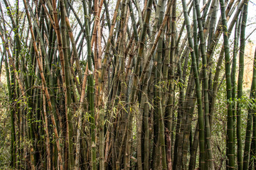 Bamboo forest trees in Brazil