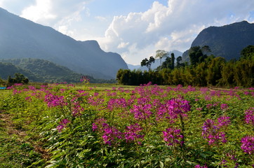 Obraz premium Amazing rural landscape full of pink flowers in the northern Laos