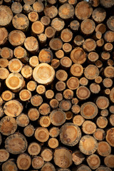 Belki drewna z słojami w lesie zostały ścięte