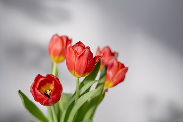 Bukiet tulipanów zdobi dom - obrazy, fototapety, plakaty