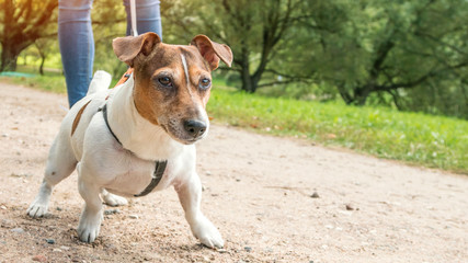 Dog Jack Russell Terrier walking in city public park with woman
