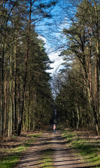 Spacer do lasu między drzewami 