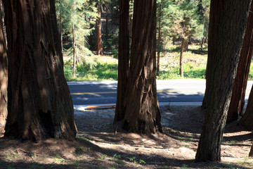 California / USA - August 23, 2015: A giant sequoia tree trunk in the forest of Sequoia National Park, California, USA