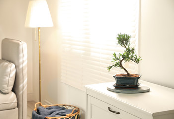 Japanese bonsai plant on cabinet in living room, space for text. Creating zen atmosphere at home