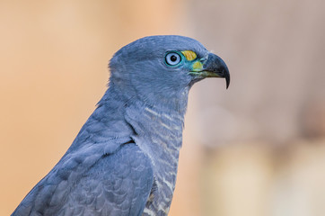 Hook-billed Kite male (Chondrohierax uncinatus)