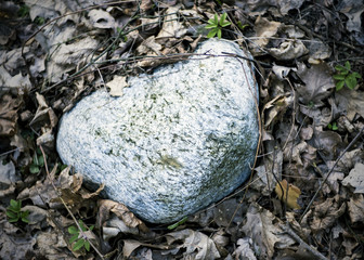 Kamień wokół liści w kształcie serca