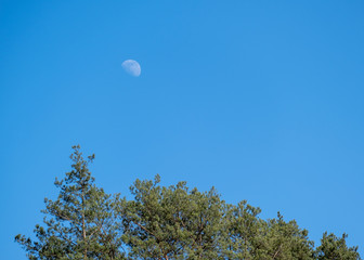 Księżyc w dzień nad lasem na niebieskim niebie