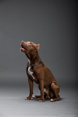 Beautiful pit bull terrier dog on the backgrounds