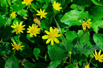 Abstract nature background. Yellow flowers and green leaves. Nature, fields and meadow concept. 