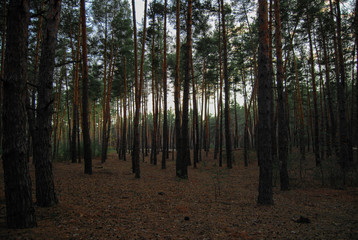 trees in the forest