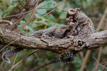 Marmosets (Callithrix jacchus) picking lice on a branch