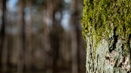 mech na drzewie a w tle las w słonecznym dniu