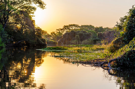 Pantanal Landscape