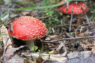 Flies in the grass in autumn