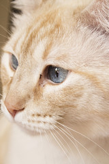 Light tan cat with blue eyes