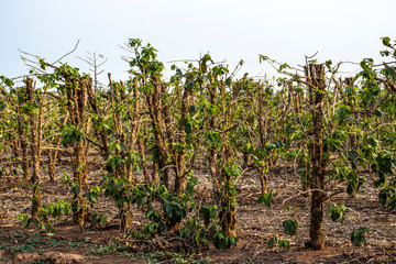 Fototapeta na wymiar plantation with pruned coffee trees in Brazil
