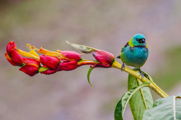 Green-headed Tanager perched on a flower 