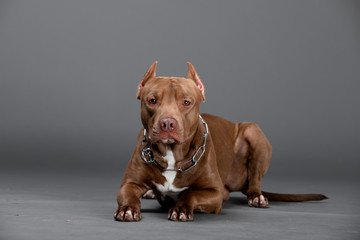Beautiful pit bull terrier dog on the backgrounds