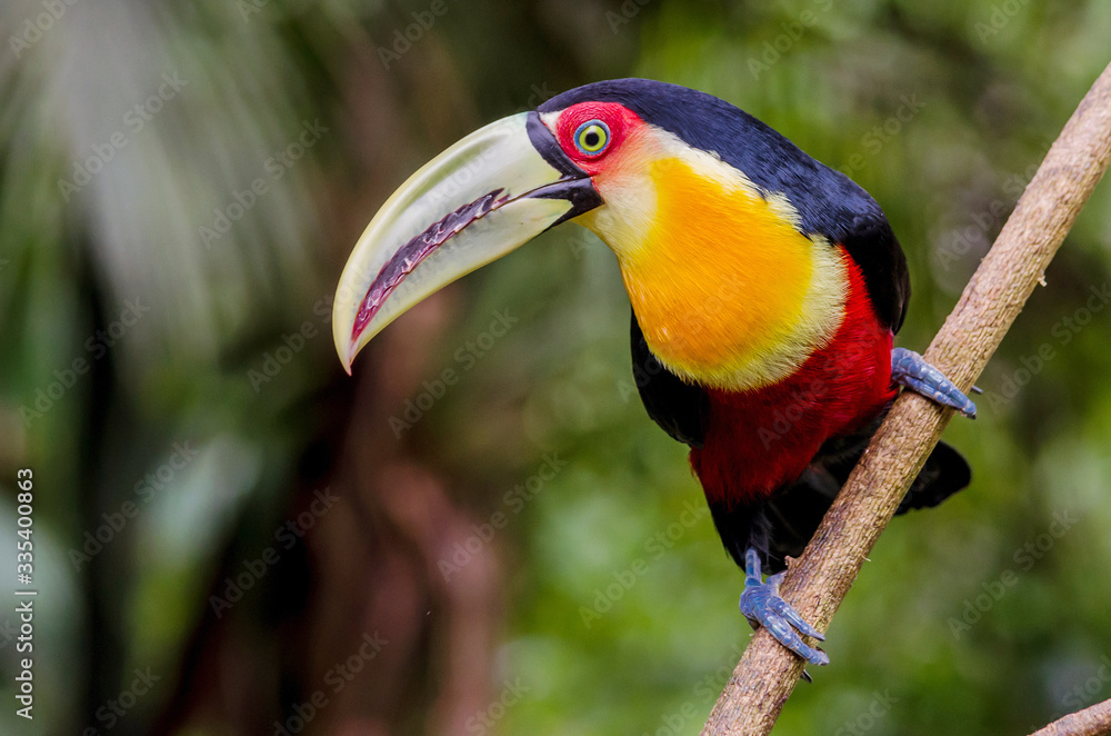 Wall mural Portrait of a Red-breasted Toucan