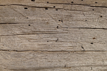 Wooden texture pest spoiled old wall