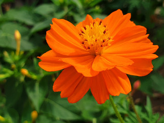 Orange Cosmos sulphureus flower on the sunny day.