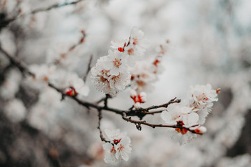Apricot blossoms against the blue sky, spring has come
