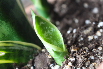 young plant growing in spring
