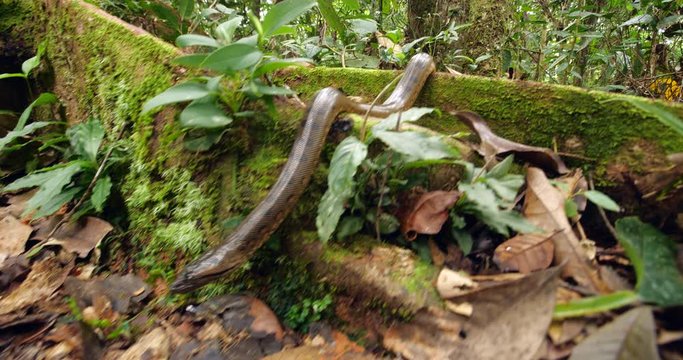 Baby Green Anaconda (Eunectes murinus), a juvenile, under 1m in length  of the largest snake species in the world. In its natural habitat, rainforest near the rio Tiputini in the Ecuadorian Amazon.
