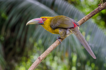 Saffron Toucanet looking for a fruit