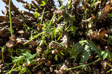 Cassava to chop ready fot to planting in Brazil, with selective focus
