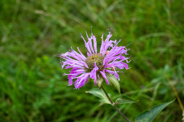 Purple Wildflower