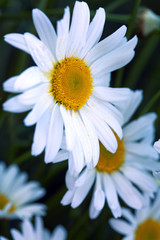 Fototapeta premium Macro Shot of white daisy flowers in sunset light.