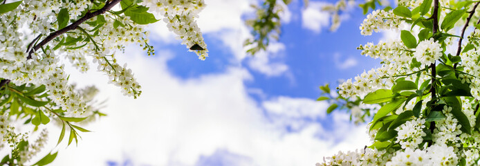 Background of the sky through growing white bird cherry trees