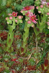 
Flowers and plants in the garden