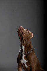 beautiful dog pit bull terrier breed in the studio