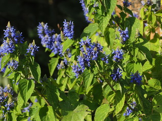 Flores azules