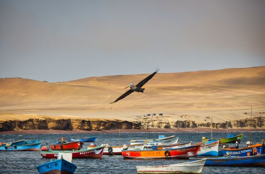 Pelican majestically flying over colorful fishermen boats on the shore of the sand desert in the Reserva Nacional de Paracas, Peru. Picture taken at the Playa las Minas on the Lagunilla Peninsula.