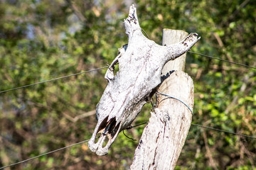 skull of cow on fence in farm in Brazil