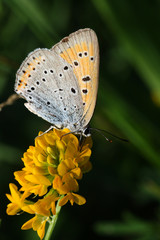 Obraz na płótnie Canvas Butterfly sitting on blooming flowers