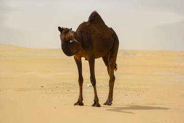 A brown camel in Arabian desert, with a piece of the herb in its mouth.